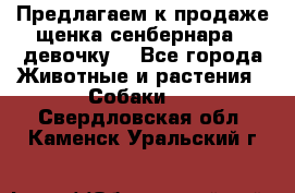 Предлагаем к продаже щенка сенбернара - девочку. - Все города Животные и растения » Собаки   . Свердловская обл.,Каменск-Уральский г.